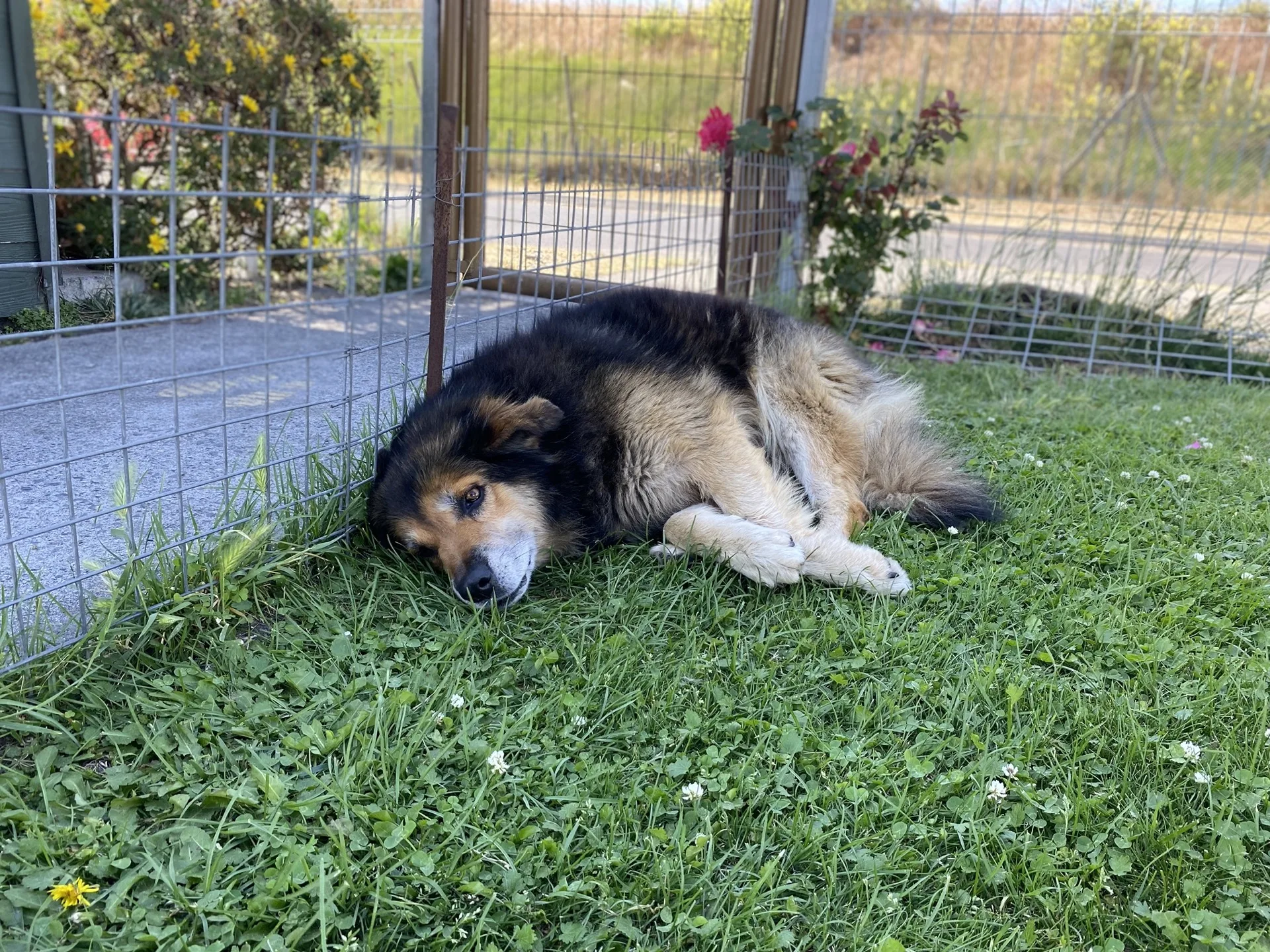 Guardián de la planta REBISA